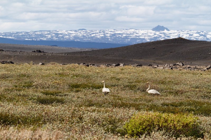 Geese