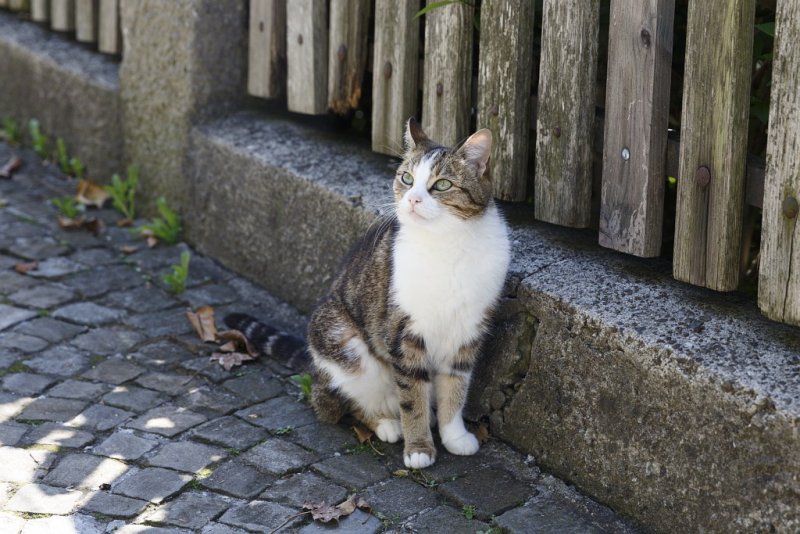 Cat in Thun
