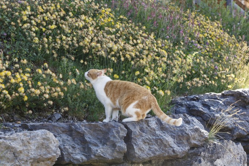 Cat in Wengen