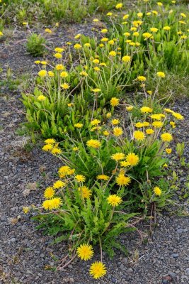 Wild flower in sbyrgi canyon