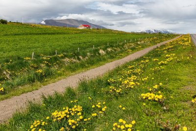 Icelandic Farm