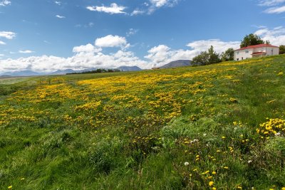 Icelandic Farm