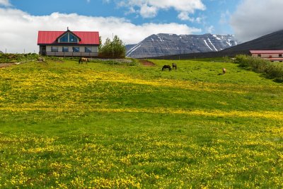 Icelandic Farm