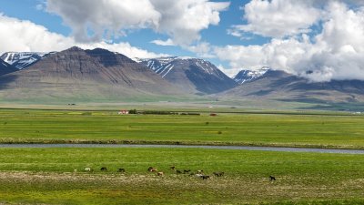 Icelandic Farm