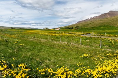 Icelandic Farm