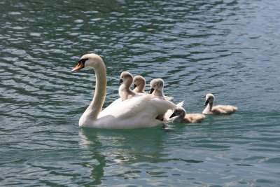 Swan carrying chicks