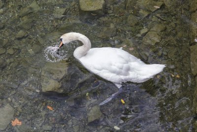 Swan catching fish