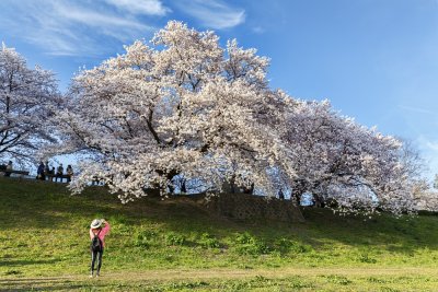 Japan Cherry Blossom 2016