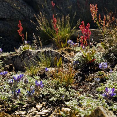 high Sierra Flowers