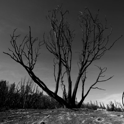 A burned tree