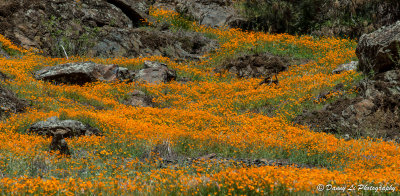 California Golden Poppies