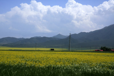 Rape flowers at Biandu Kou 1.jpg