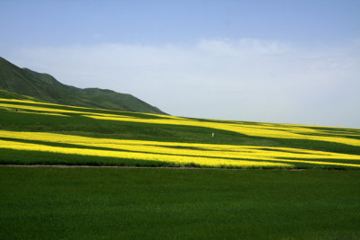 Rape flowers at Biandu Kou 2.jpg