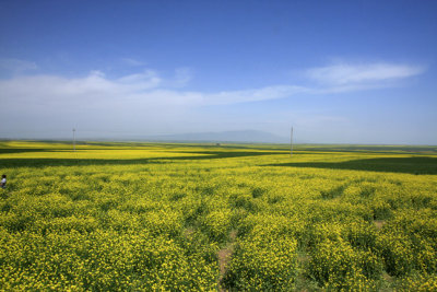Rape flowers at Biandu Kou 3.jpg