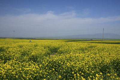 Rape flowers at Biandu Kou 4.jpg