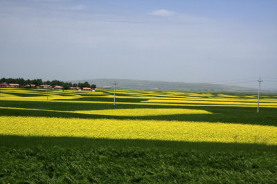 Rape flowers at Biandu Kou 5.jpg