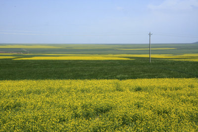 Rape flowers at Biandu Kou 6.jpg