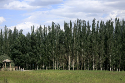 trees at Jiayu pass.jpg