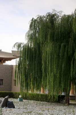 willow in the garden.jpg