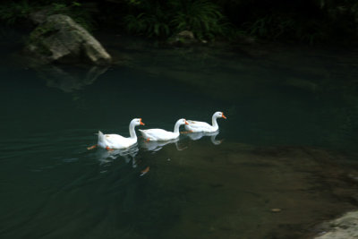 geese.jpg