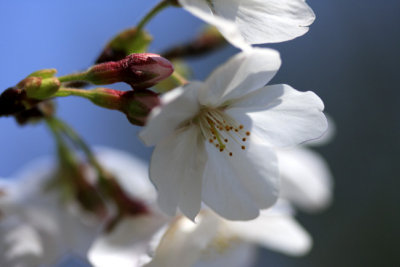 white sakura.jpg