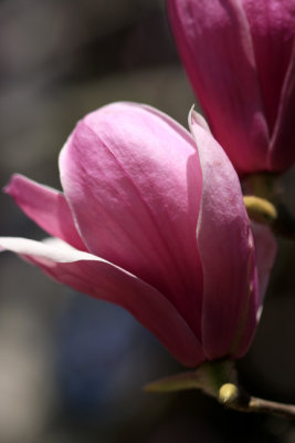 Magnolia denudata 2.jpg