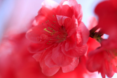 pink sakura.jpg
