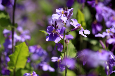 blue flowers 1.jpg