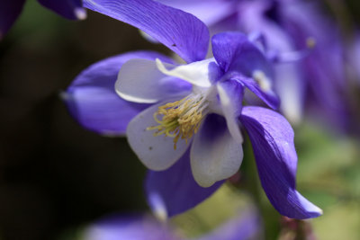 blue bell.jpg