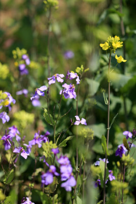 flowers.jpg