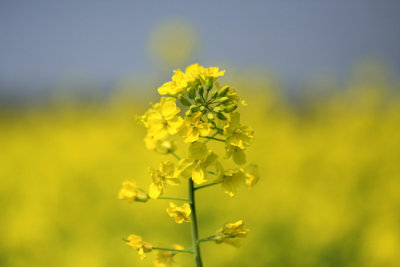 Rape Flower 3.jpg
