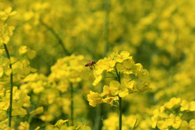 Rape Flower and bee.jpg