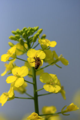 bee.jpg