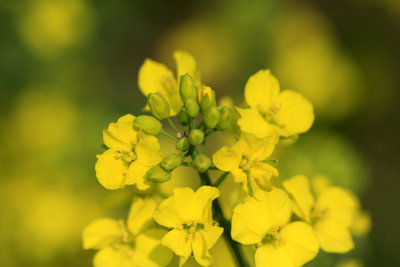 Rape Flower 6.jpg