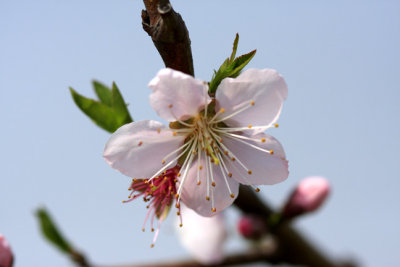 pear flower 1.jpg