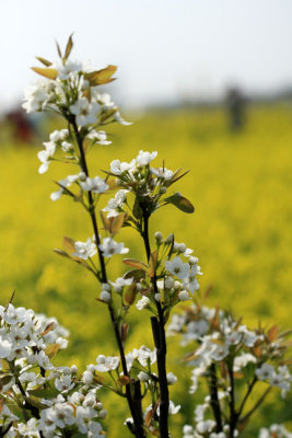 pear flower 2.jpg