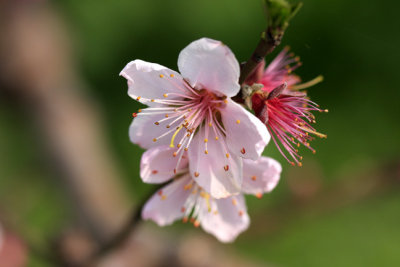 pear flower 3.jpg