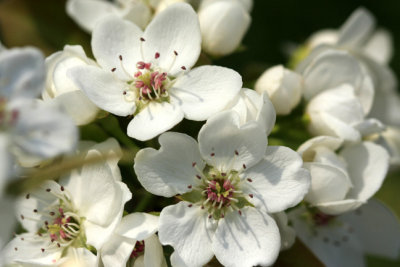 pear flowers 3.jpg