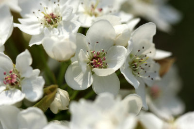 pear flowers 1.jpg