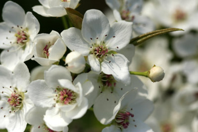 pear flowers 4.jpg