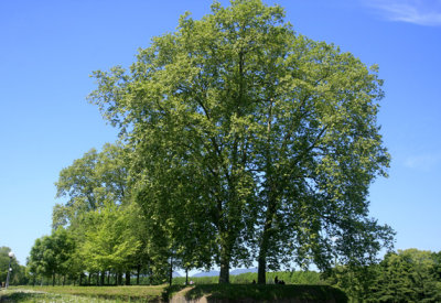 Lukka 2.jpg