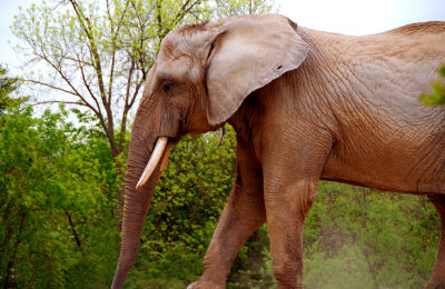 My Safari Ride.jpg