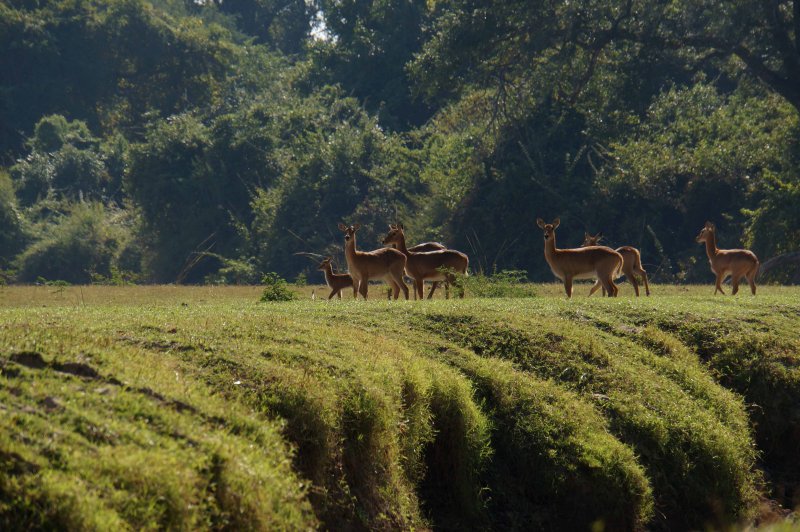 South Luangwa 1