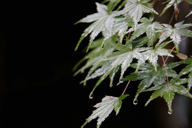 Leaves in the Rain