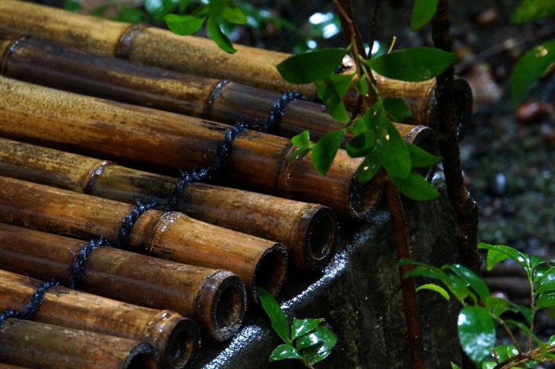 Wet Bamboo