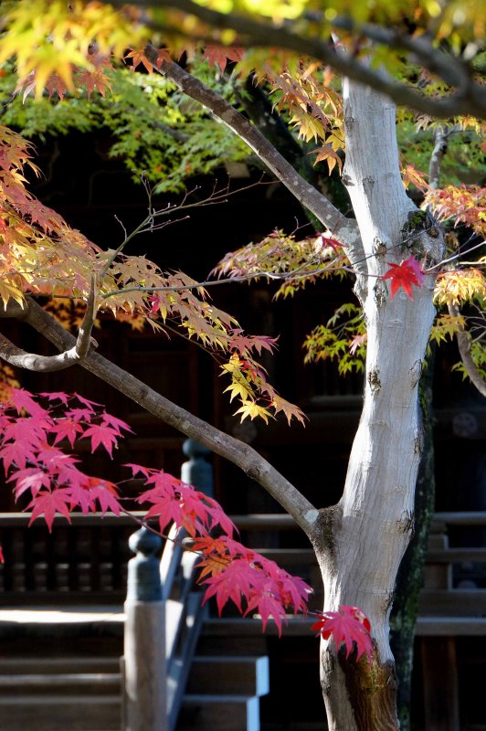 Temple Colours