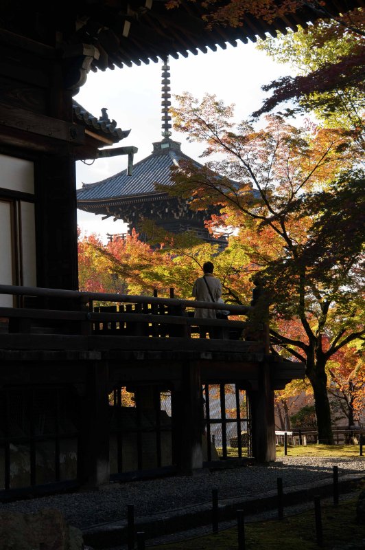 Temple Colours