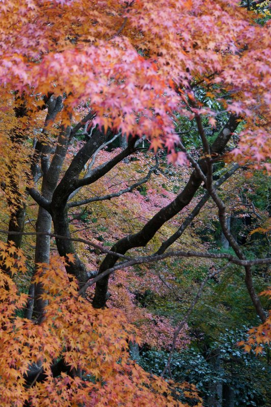 Colours