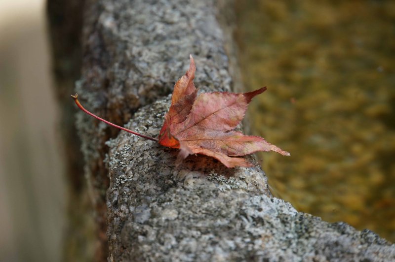 Fallen Leaf
