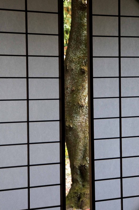 Tree Through Shoji Screens